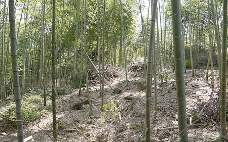 地面に光が入るよう竹を伐採し、整備した竹林（宮津市内）