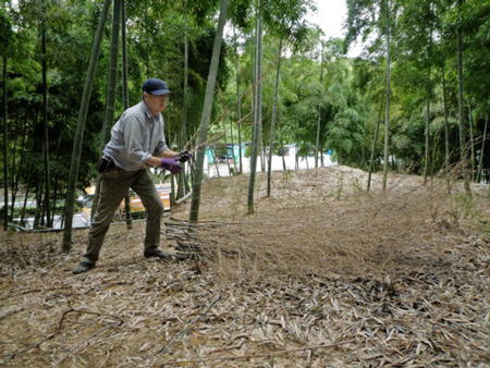伐採した竹から切り落とした枝を集める柴田さん。品質の高いタケノコを作るためには、年間を通じて細かな作業が必要となる（向日市物集女町）